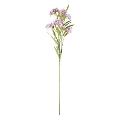 Flower dianthus chinensis purple 72cm