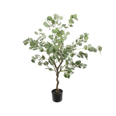 Plant eucalyptus 120cm