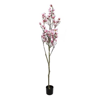 Plant magnolia pink 180cm