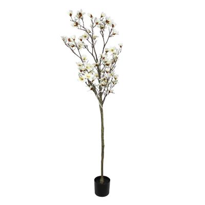 Plant magnolia white 180cm