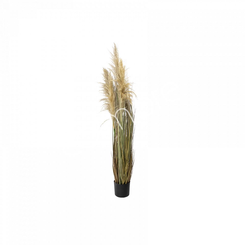 Decorative dried pampas grass natural w/plastic pot 150cm