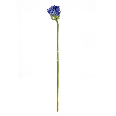 Flower african agapanthus blue 89 cm