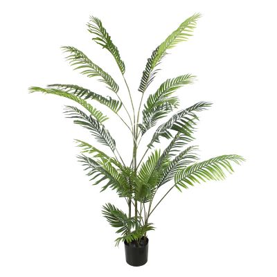 Plant Goldencane palm 190cm