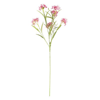 Flower dianthus chinensis pink 72cm