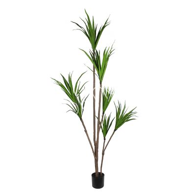 Plant dracaena fragnans 210cm