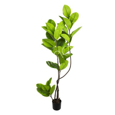Plant rubber tree 180cm